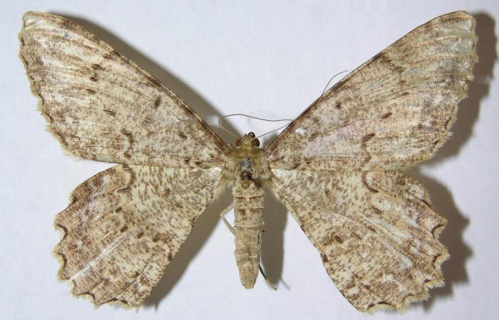 Figura 1. Adulto de <i>Epimecis conjugaria</i></i> (Geometridae), hembra vista dorsal, localidad Vado Río Francia Sector Rincón Rain Forest ACG (400m). Voucher: 02-SRNP-7186-DHJ324348.jpg.