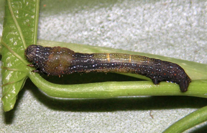 Figura 28. Larva <i>Epimecis matronaria</i></i> (Geometridae), vista lateral, localidad Quebrada Trigal Sector Del Oro ACG (290m). Voucher: 03-SRNP-2862-DHJ35290.jpg.