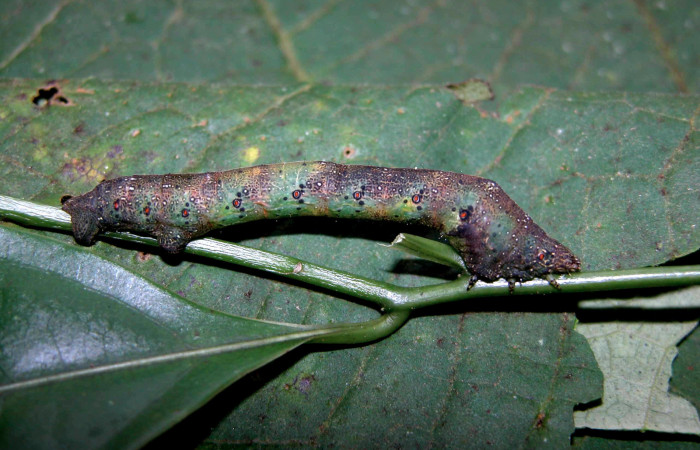 Figura 26. Larva <i>Epimecis matronaria</i></i> (Geometridae), vista lateral, localidad Sendero Carmona Sector San Cristóbal ACG (670m). Voucher: 03-SRNP-8717-DHJ402222.jpg.