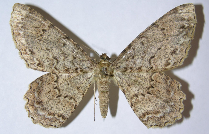 Figura 24. Adulto de <i>Epimecis conjugaria</i></i> (Geometridae), hembra vista dorsal, localidad Pasmompa Sector Pitilla ACG (440m). Voucher: 05-SRNP-32322-DHJ324352.jpg.
