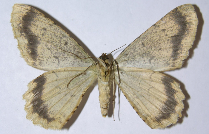 Figura 25. Adulto de <i>Epimecis conjugaria</i></i> (Geometridae), hembra vista ventral, localidad Pasmompa Sector Pitilla ACG (440m). Voucher: 05-SRNP-32322-DHJ324353.jpg.