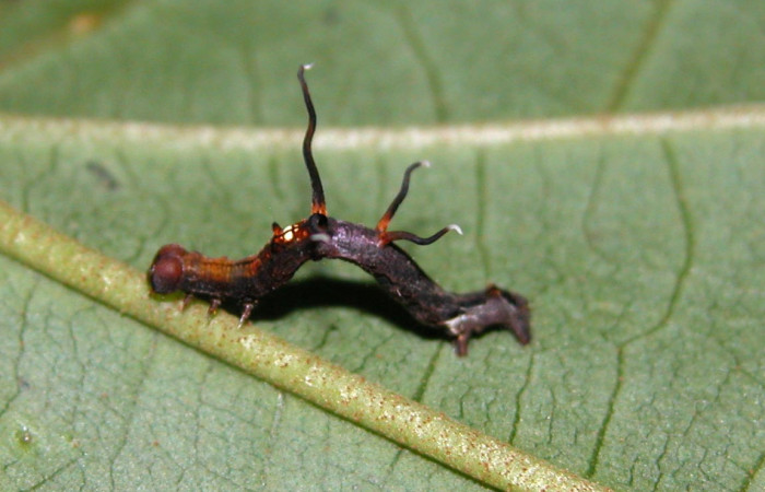 Figura 14. Larva <i>Nematocampa completa</i></i> (Geometridae), vista dorsal, localidad Sendero Rincón Sector Rincón Rain Forest ACG (430m). Voucher: 05-SRNP-40006-DHJ406792.jpg.