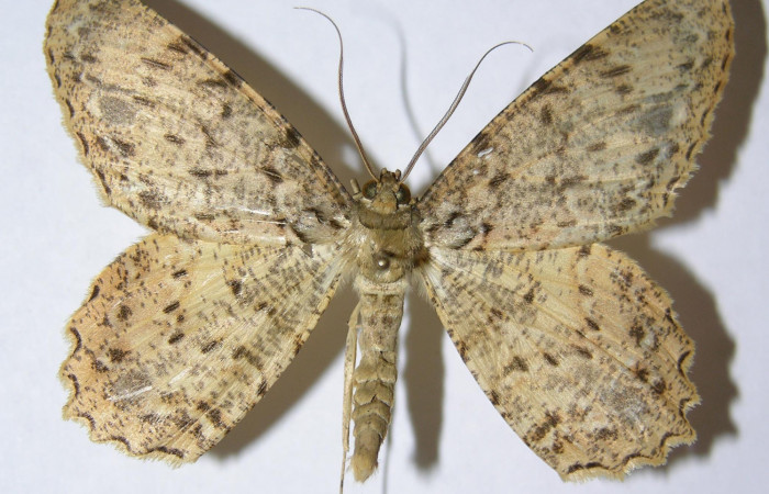 Figura 22. Adulto de <i>Epimecis conjugaria</i></i> (Geometridae), macho vista dorsal, localidad Sendero Huerta Sector San Cristóbal ACG (527m). Voucher: 05-SRNP-4678-DHJ324362.jpg.