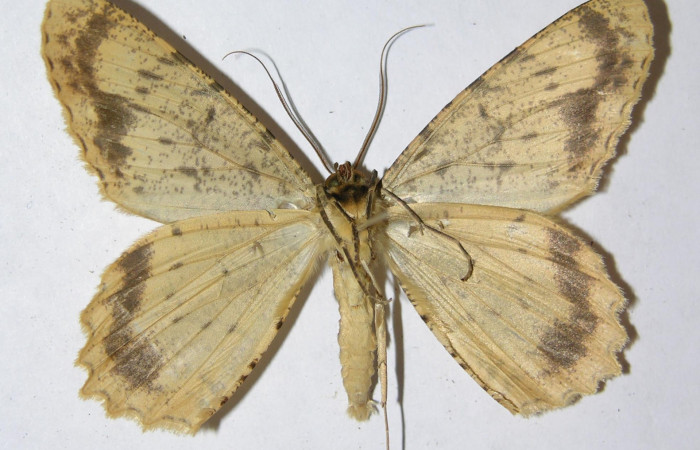 Figura 23. Adulto de <i>Epimecis conjugaria</i></i> (Geometridae), macho vista ventral, localidad Sendero Huerta Sector San Cristóbal ACG (527m). Voucher: 05-SRNP-4678-DHJ324363.jpg.