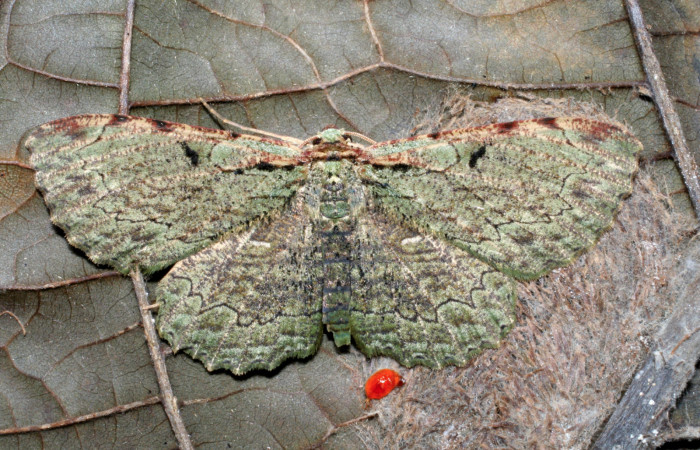 Figura 12. Adulto de <i>Ergavia carinenta</i></i> (Geometridae), vista dorsal, localidad Quebrada Romero Sector Del Oro ACG (490m). Voucher: 06-SRNP-22649-DHJ424823.jpg.