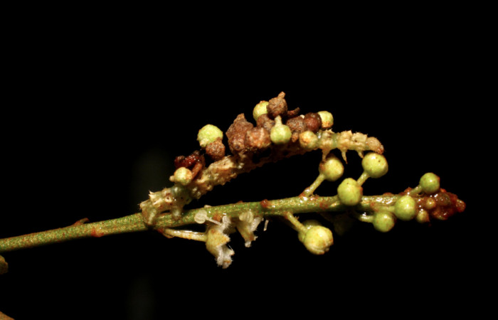 Figura 5. Larva <i>Synchlora pulchrifimbria</i></i> (Geometridae), vista lateral, localidad Sendero Juntas Sector Rincón Rain Forest ACG (400m). Voucher: 07-SRNP-41991-DHJ433714.jpg.