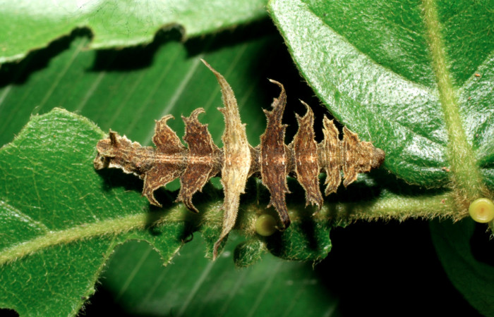 Figura 16. Larva de <i>Phrudocentra</i></i> pupillataDHJ01 (Geometridae), vista dorsal, localidad Vado Miramonte Sector Mundo Nuevo ACG (305m). Voucher: 07-SRNP-60879-DHJ435177.jpg.