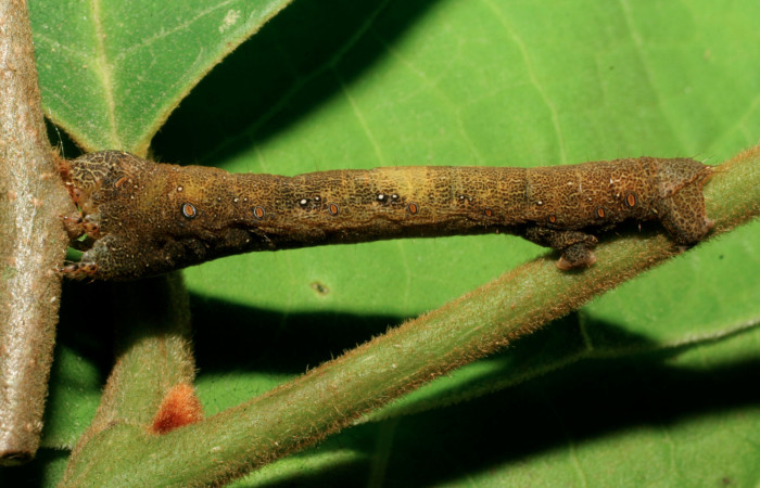 Figura 19. Larva de <i>Epimecis conjugaria</i></i> (Geometridae), último estadío (U) vista lateral, localidad Sendero Rótulo Sector Pitilla ACG (510m). Voucher: 08-SRNP-31166-DHJ438860.jpg.