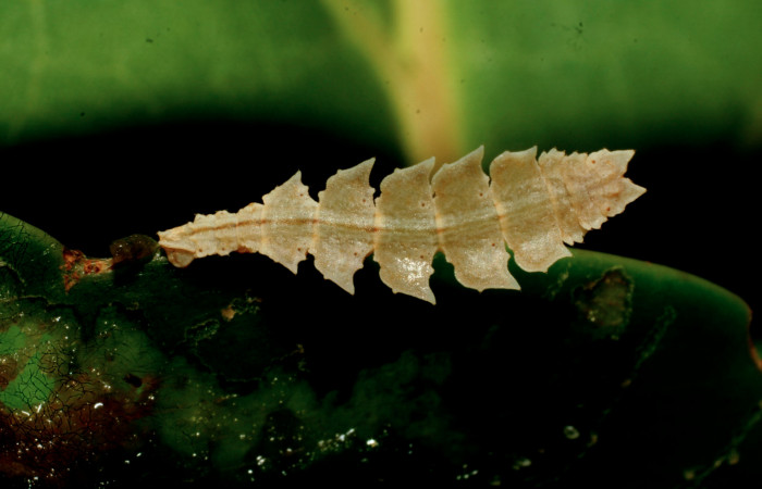 Figura 17. Larva de <i>Tachyphyle hamata</i></i> (Geometridae), vista dorsal, localidad Estación Pitilla Sector Pitilla ACG (675m). Voucher: 09-SRNP-32084-DHJ458941.jpg.