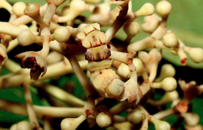 Figura 11. Larva <i>Nemoria</i></i> Janzen05 (Geometridae), vista dorsal, localidad Estación Cacao Sector Cacao ACG (1150m). Voucher: 09-SRNP-36167-DHJ456665.jpg.