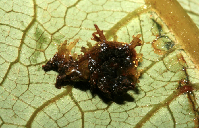 Figura 7. Larva <i>Phyle cartago</i></i> (Geometridae), vista lateral, localidad Finca San Gabriel Sector San Cristóbal ACG (645m). Voucher: 09-SRNP-3786-DHJ457861.jpg.