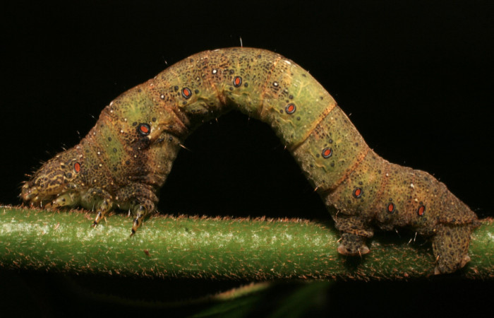 Figura 27. Larva <i>Epimecis matronaria</i></i> (Geometridae), vista lateral, localidad Sendero Anonas Sector Rincón Rain Forest ACG (405m). Voucher: 09-SRNP-40213-DHJ451488.jpg.