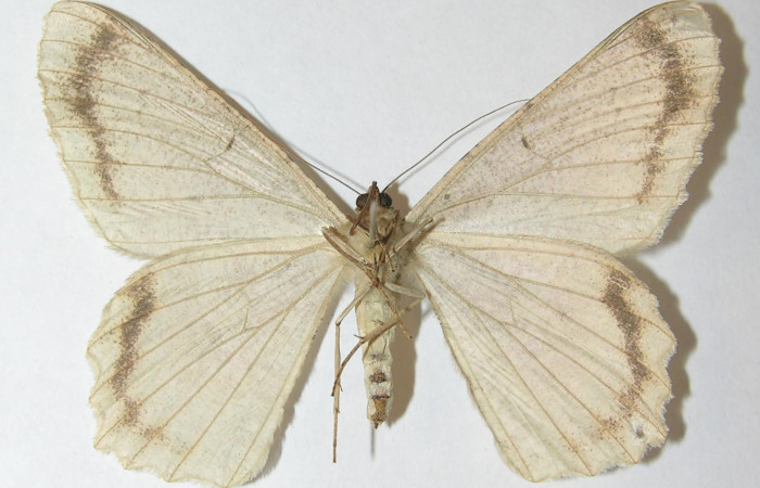 Figura 31. Adulto de <i>Epimecis matronaria</i></i> (Geometridae), vista ventral, localidad Sendero Puertas Sector Del Oro ACG (400m). Voucher: 10-SRNP-22187-DHJ540961.jpg.