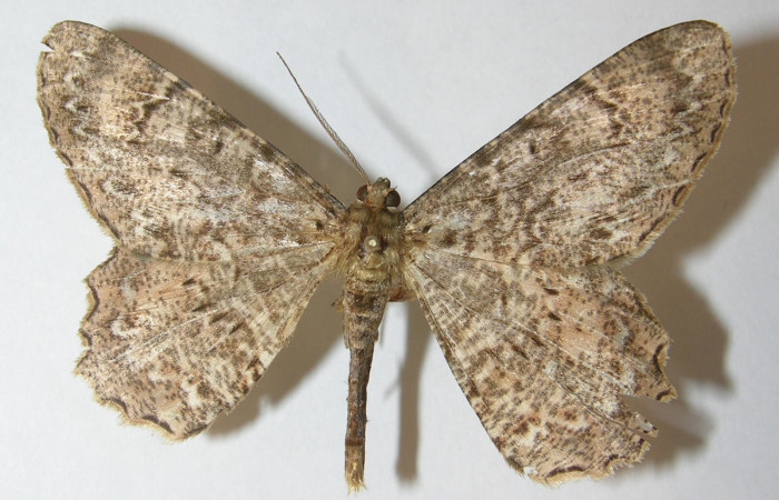 Figura 30. Adulto de <i>Epimecis matronaria</i></i> (Geometridae), vista dorsal, localidad Cerro Góngora Pelado Sector Mundo Nuevo ACG (740m). Voucher: 10-SRNP-56451-DHJ541532.jpg.