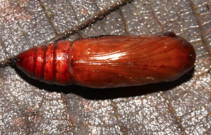 Figura 20. Pupa de <i>Epimecis conjugaria</i></i> (Geometridae), vista dorsal, localidad Pasmompa Sector Pitilla ACG (440m). Voucher: 13-SRNP-30873-DHJ701179.jpg.