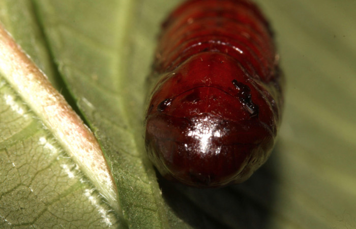Figura 21. Pupa de <i>Epimecis conjugaria</i></i> (Geometridae), vista frontal, localidad Pasmompa Sector Pitilla ACG (440m). Voucher: 13-SRNP-30873-DHJ701183.jpg.