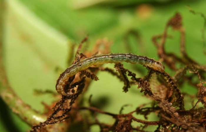 Figura 10. Larva Geometridae, vista lateral, localidad Quebradona Estación Quica Sector Pitilla ACG (475m). Voucher: 13-SRNP-71043-DHJ702640.jpg.