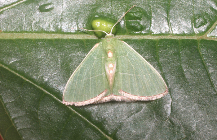 Figura 13. Adulto de <i>Nemoria marielosae</i></i> (Geometridae), vista dorsal, localidad Punta Plancha Sector Mundo Nuevo ACG (420m). Voucher: 14-SRNP-56749-DHJ492284.jpg.