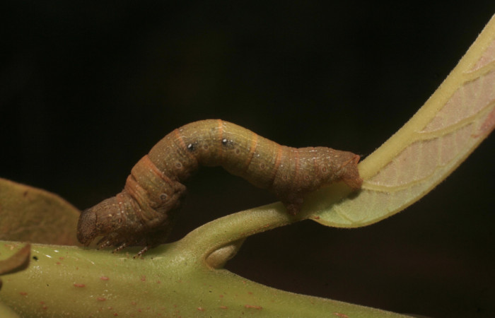Figura 18. Larva de <i>Epimecis conjugaria</i></i> (Geometridae), penúltimo estadío (PU) vista lateral, localidad Chayito Estación Leiva Sector Rincón Rain Forest ACG (470m). Voucher: 14-SRNP-81303-DHJ714464.jpg.