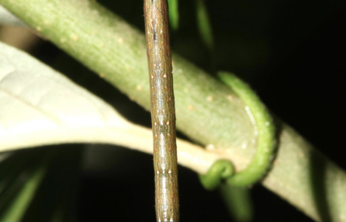 Figura 8. Larva <i>Thysanopyga cermala</i></i> (Geometridae), vista dorsal, localidad Sendero Rótulo Sector Pitilla ACG (510m). Voucher: 17-SRNP-31179-DHJ736759.jpg.