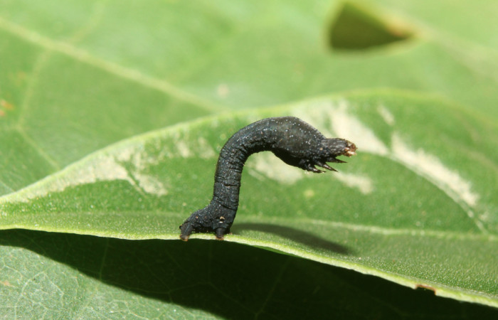 Figura 29. Larva <i>Epimecis matronaria</i></i> (Geometridae), vista lateral, localidad Medrano Estación Quica Sector Pitilla ACG (380m). Voucher: 17-SRNP-70758-DHJ737198.jpg.