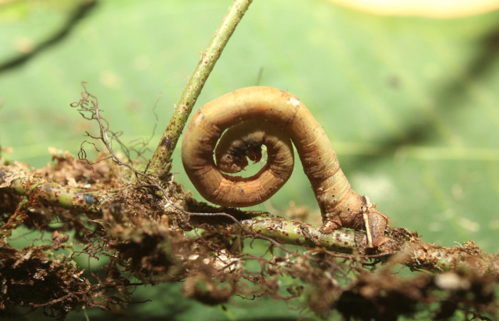 Figura 9. Larva Geometridae, vista lateral, localidad Sendero Manguera Estación Biológica Quica Sector Pitilla ACG (470m). Voucher: 17-SRNP-71066-DHJ737606.jpg.