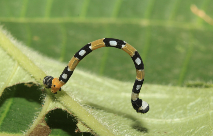Figura 15. Larva de <i>Pseudasellodes fenestraria</i></i> (Geometridae), vista lateral, localidad Sendero Manguera Estación Biològica Quica Sector Rincón Pitilla ACG (470m). Voucher: 17-SRNP-71122-DHJ737654.jpg.