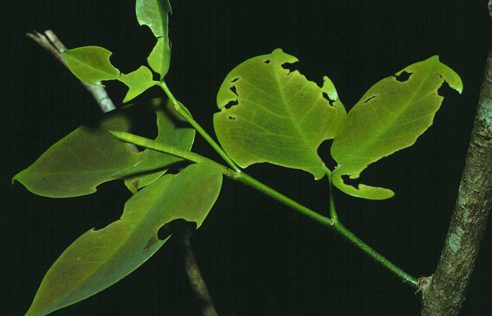 Figura 4. Larva <i>Oospila confundaria</i></i> (Geometridae), vista lateral, localidad Bosque Húmedo Sector Santa Rosa ACG (290m). Voucher: 84-SRNP-1622-DHJ8517.jpg.