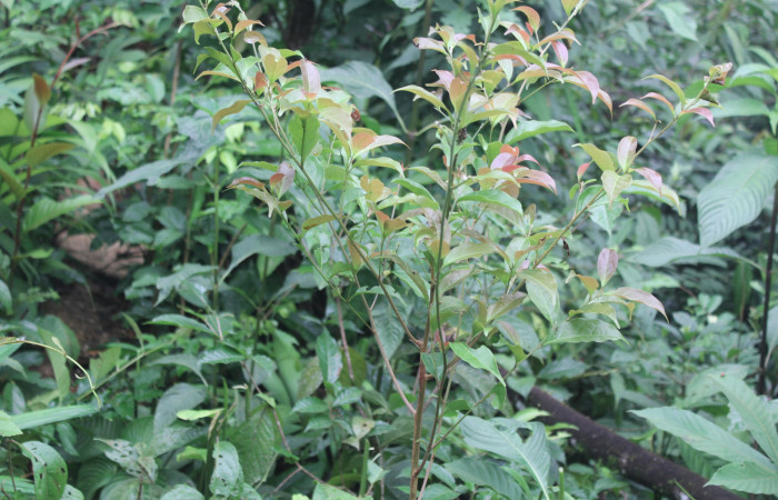 Figura 32. Planta hospedera de <i>Epimecis conjugaria</i></i> y <i>Epimecis matronaria</i></i> (Geometridae), planta llamada <i>Nectandra umbrosa</i></i> (Lauraceae), localidad Medrano Estación Quica Sector Pitilla ACG (380m), foto: Ricardo Calero 18 Julio 2017.