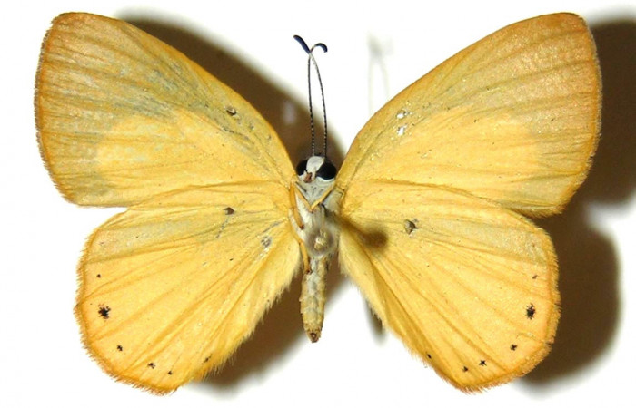 Figura 12. Adulto de <i>Euselasia chrysippe</i></i> (Riodinidae), hembra vista ventral, localidad Sendero Huerta Sector San Cristóbal ACG (527m). Voucher: 04-SRNP-2397-DHJ304047.jpg.