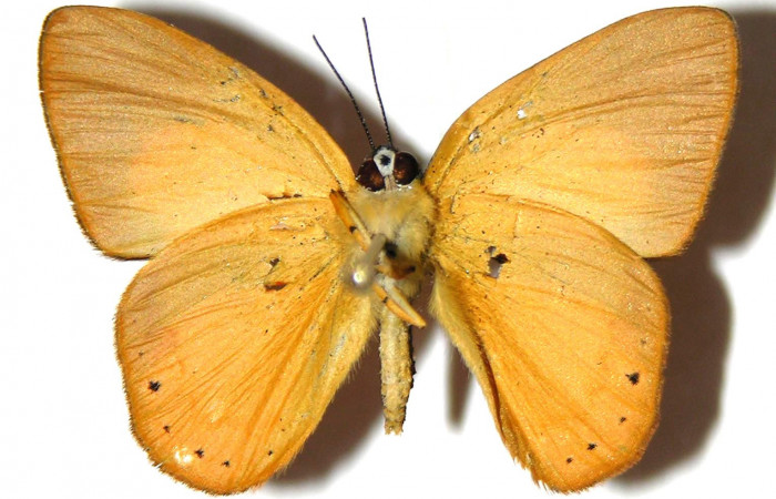 Figura 10. Adulto de <i>Euselasia chrysippe</i></i> (Riodinidae), macho vista ventral, localidad Sendero Mismo Sector Pitilla ACG (680m). Voucher: 04-SRNP-55189-DHJ305811.jpg.