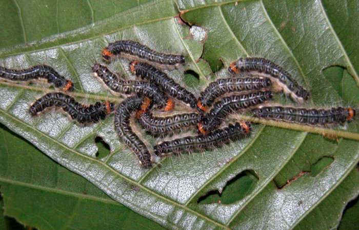 Figura 4. Larvas <i>Euselasia chrysippe</i></i> (Riodinidae), penúltimo estadío (PU) vista dorsal, localidad Sendero Mismo Sector Pitilla ACG (680m). Voucher: 04-SRNP-55436-DHJ402034.jpg.