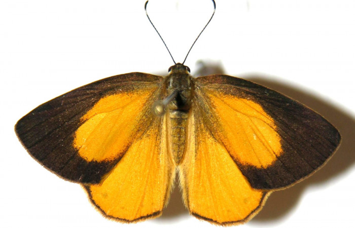 Figura 1. Adulto de <i>Euselasia chrysippe</i></i> (Riodinidae), hembra vista dorsal, localidad Sendero Mismo Sector Pitilla ACG (680m). Voucher: 04-SRNP-55478-DHJ305814.jpg.
