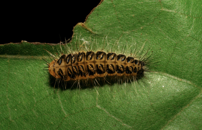 Figura 7. Larva <i>Euselasia chrysippe</i></i> (Riodinidae), en estado de prepupa vista dorsal, localidad Sendero Huerta Sector San Cristóbal ACG (527m). Voucher: 05-SRNP-8117-DHJ405564.jpg.