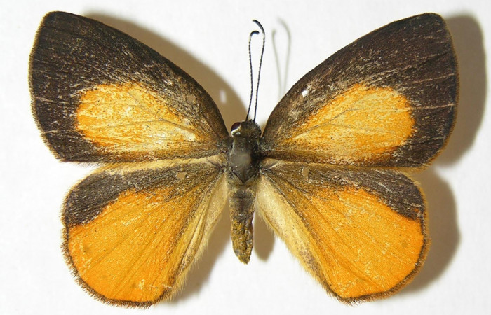Figura 11. Adulto de <i>Euselasia chrysippe</i></i> (Riodinidae), hembra vista dorsal, localidad Estación Caribe Sector Rincón Rain Forest ACG (415m). Voucher: 06-SRNP-41492-DHJ343154.jpg.