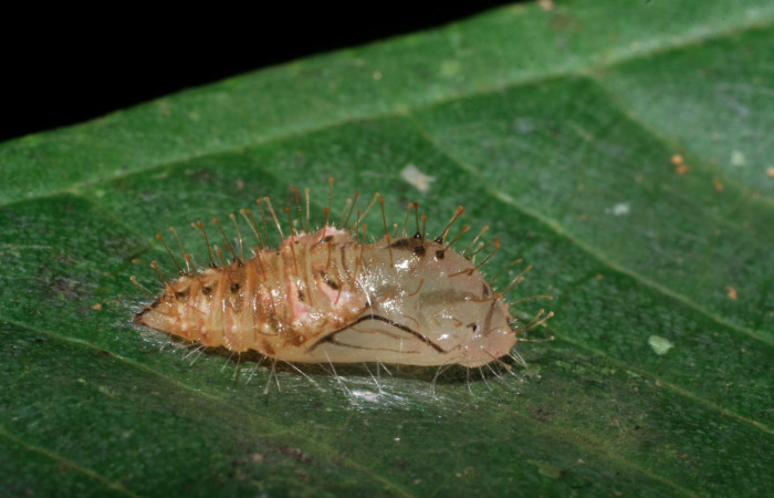 Figura 8. Pupa de <i>Euselasia chrysippe</i></i> (Riodinidae), vista lateral, localidad Sendero Orosilito Sector Pitilla ACG (900m). Voucher: 08-SRNP-31237-DHJ439958.jpg.