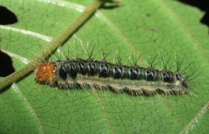 Figura 5. Larva <i>Euselasia chrysippe</i></i> (Riodinidae), último estadío (U) vista lateral, localidad Sendero Orosilito Sector Pitilla ACG (900m). Voucher: 08-SRNP-31265-DHJ439971.jpg.
