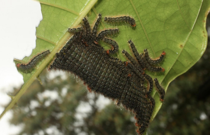 Figura 6. Larvas <i>Euselasia chrysippe</i></i> (Riodinidae), último estadío (U) vista dorsal, localidad Estación Caribe Sector Rincón Rain Forest ACG (415m). Voucher: 11-SRNP-41557-DHJ483010.jpg.