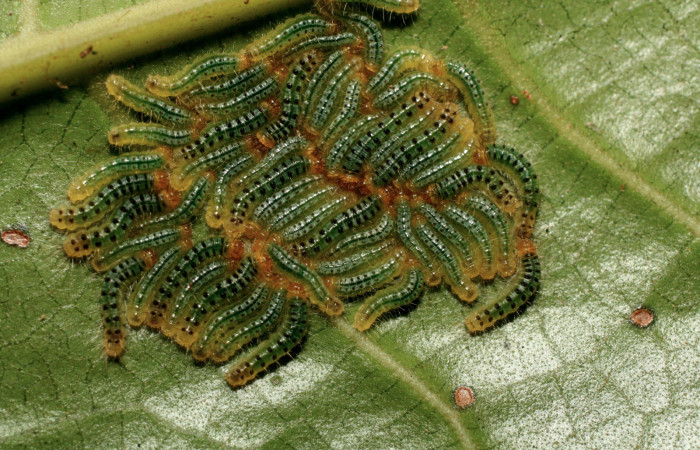 Figura 2. Larvas <i>Euselasia chrysippe</i></i> (Riodinidae), tercer estadío (PPU) vista dorsal, localidad Quebradona Estación Biológica Quica Sector Pitilla ACG (475m). Voucher: 11-SRNP-71770-DHJ484567.jpg.