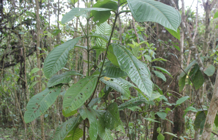 Figura 13. Planta hospedera de <i>Euselasia chrysippe</i></i> (Riodinidae), esta planta se llama <i>Miconia trinervia</i></i> (Melastomataceae), localidad Estación Biológica Quica Sector Pitilla ACG (470m).