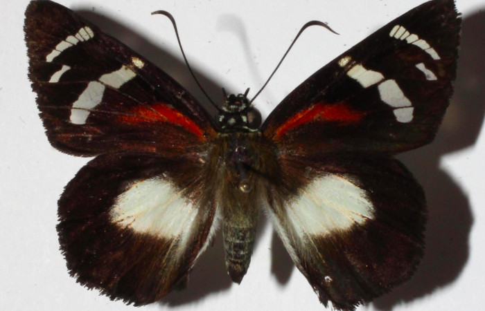 Fig.1. Adulto de <i>Entheus</i></i> Burns02. Hembra vista dorsal. Voucher : 16-SRNP-30016-DHJ921002.jpg.