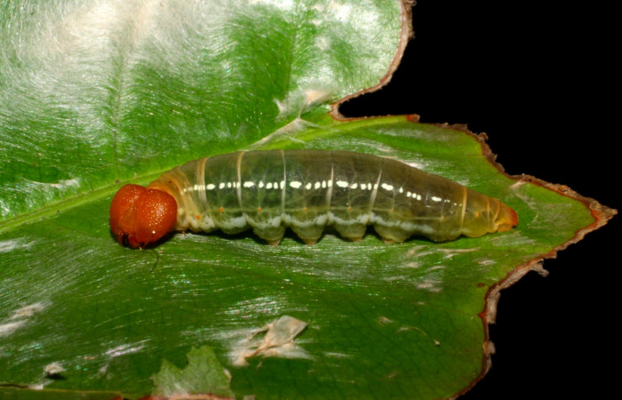 Fig.11. Larva de <i>Entheus</i></i> Burns01 en último estadio. Voucher : 05-SRNP-31805-dhj404363.jpg.