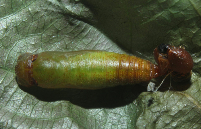 Fig.15. Pupa de <i>Entheus</i></i> Burns02. Voucher : 16-SRNP-70997-DHJ733215.jpg.