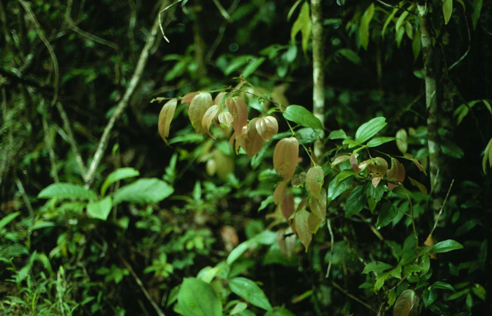 Fig.17. Mostrando brotes de <i>Matudaea trinervia</i></i>, planta hospedera de <i>Entheus</i></i> Burns02. Voucher : 01-SRNP-9788-DHJ58674.jpg. 