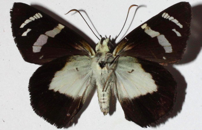 Fig.3. Adulto de <i>Entheus</i></i> Burns02. Hembra vista ventral. Voucher : 16-SRNP-30016-DHJ921003.jpg.