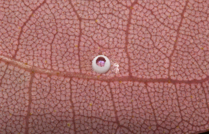 Fig.5 .Mostrando restos de huevo de <i>Entheus</i></i> Burns. Voucher : 19-SRNP-31569-DHJ766636.jpg.