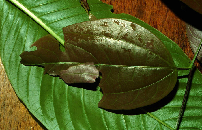 Fig.6. Mostrando casa de <i>Entheus</i></i> Burns02. Voucher : 01-SRNP-9788-DHJ58673.jpg.