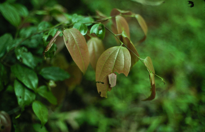 Fig.7. Mostrando casa de <i>Entheus</i></i> Burns02 en su habitad natural. Voucher : 01-SRNP-9788-DHJ58675.jpg.