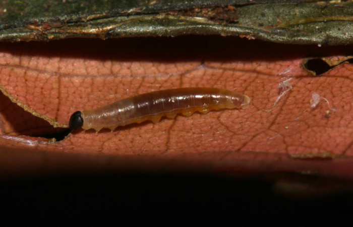 Fig.8. Larva de <i>Entheus</i></i> Burns01 el primer estadio. Voucher : 19-SRNP-31569-DHJ766639.jpg.