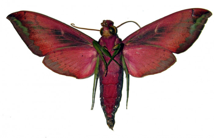 Fig. 11 Vista ventral del macho <i>Xylophanes belti</i></i> (Sphingidae). (04-SRNP-30625-DHJ91857).